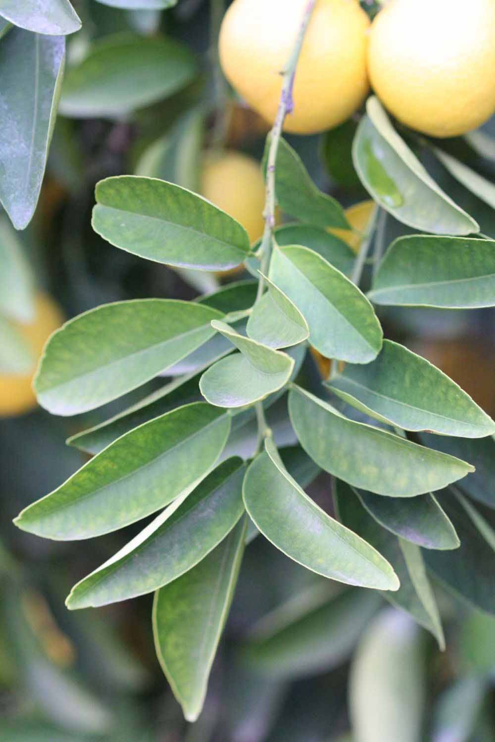            Sun leaves (Goutoucheng, Riverside, CA)   